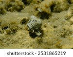 Banded murex (Hexaplex trunculus) shell with Mediterranean rocky shore hermit crab (Clibanarius erythropus) undersea, Aegean Sea, Greece, Halkidiki, Kakoudia beach