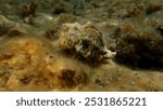 Banded murex (Hexaplex trunculus) shell with Mediterranean rocky shore hermit crab (Clibanarius erythropus) undersea, Aegean Sea, Greece, Halkidiki, Kakoudia beach