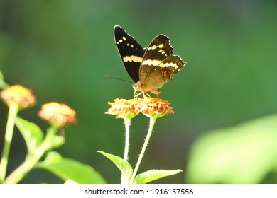 Banded peacock (Anartia fatima), beautiful tropical butterfly from Central America, pollinating a flower.
