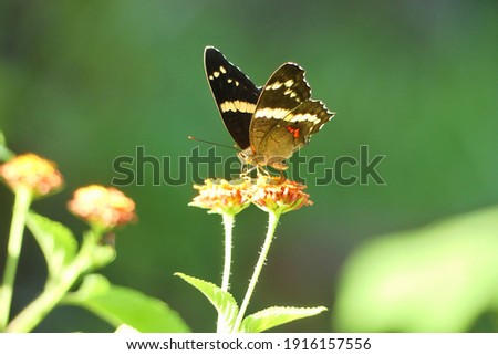 Banded peacock (Anartia fatima), beautiful tropical butterfly from Central America, pollinating a flower.