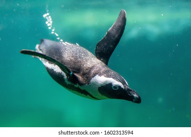 628 Banded penguin Images, Stock Photos & Vectors | Shutterstock