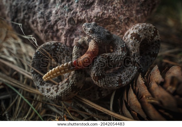 Banded Rock
Rattlesnake (Crotalus
klauberi)