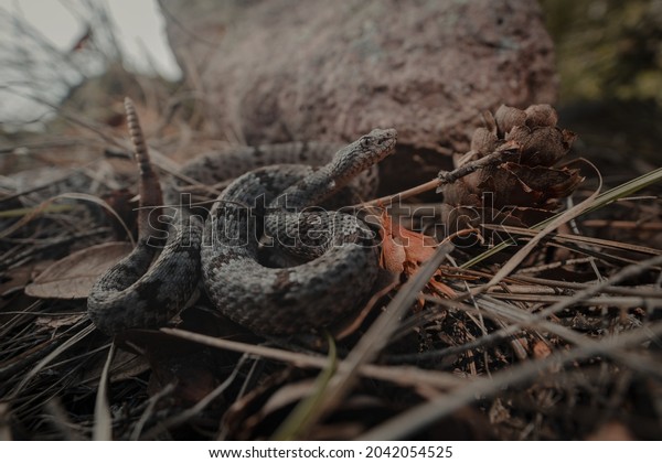 Banded Rock\
Rattlesnake (Crotalus\
klauberi)