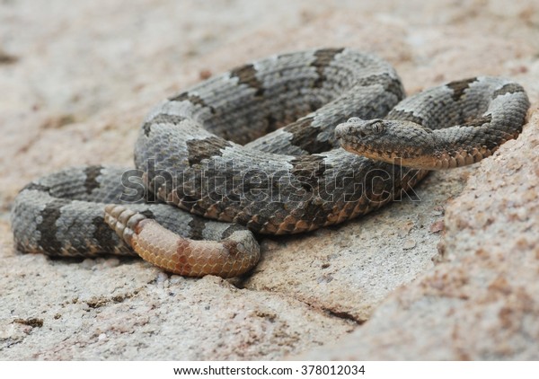 A banded rock rattlesnake\
(Crotalus lepidus klauberi) in a defensive posture, found in\
Arizona.  