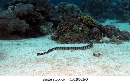 Banded Sea Krait Siquijor Philippines