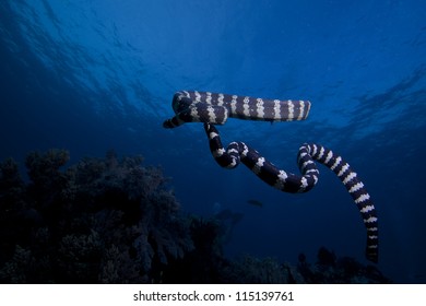 Banded Sea Snake