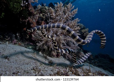 Banded Sea Snake