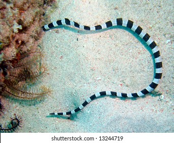 Banded Sea Snake