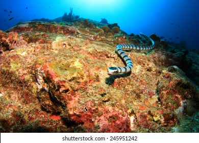 Banded Sea Snake