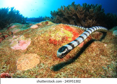 Banded Sea Snake