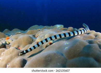 Banded Sea Snake