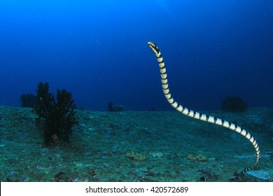 Banded Sea Snake