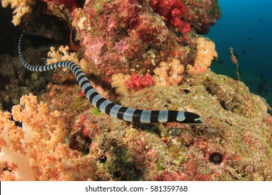 Banded Sea Snake