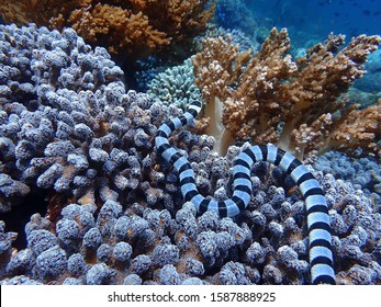 Banded Sea Snake (Laticauda Colubrina) Is A Species Of Venomous Sea Snake Found In Indo-Pacific Waters. The Snake Has Black Stripes On Its Brilliant And Glistening Blue Body, With A Paddle-like Tail F