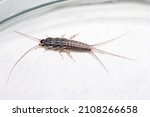 Banded silverfish - Thermobia domestica, lateral view, a common household pest.