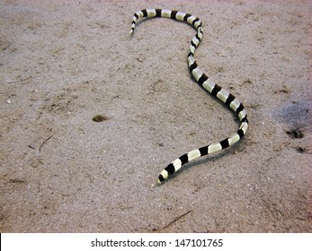 Banded Snake Eel On The Sand