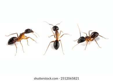 Banded Sugar Ant (Camponotus consobrinus) closeup isolated on white background