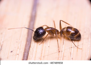 Banded Sugar Ant (Camponotus consobrinus) crawling and wondering on the floor