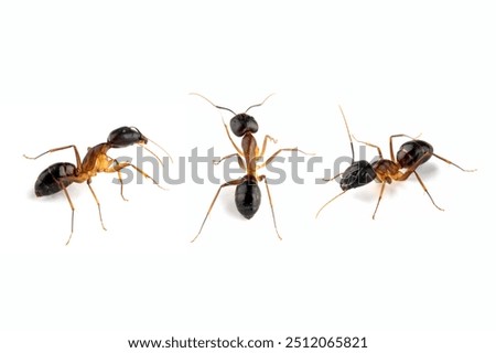 Banded Sugar Ant (Camponotus consobrinus) closeup isolated on white background