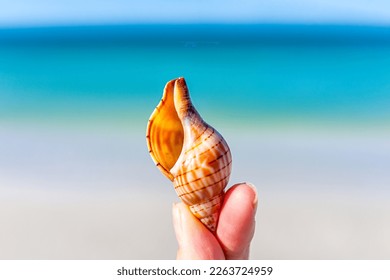 Banded tulip seashell shell found in Barefoot beach at Bonita Springs of Southwest Florida near Naples macro closeup with turquoise water in background