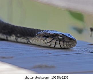 Banded Water Snakes Are A Non Venomous Water Snake Often Seen In The Prairies, Marshes And Wetlands In Florida