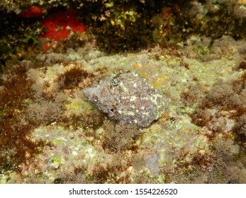 Banded-Dye Murex, Hexaplex Trunculus. Taken Paradise Bay, Malta.