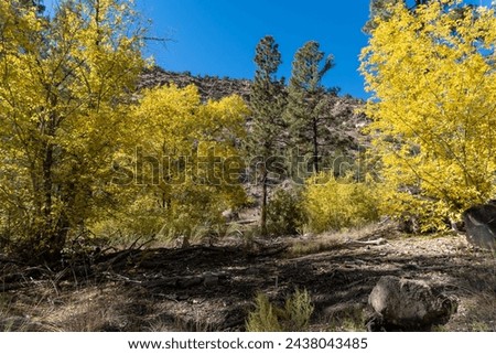 Bandelier National Monument, New Mexico. Frijoles Canyon with golden Cottonwood trees in the autumn. Site of former Lodge of the Ten Elders, a lodge predating the National Park Service administration.
