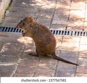 Bandicoot At Cleland Conservation Park, Cleland, South Australia