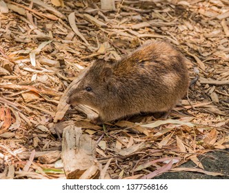 Bandicoot At Cleland Conservation Park, Cleland, South Australia