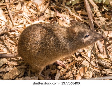 Bandicoot At Cleland Conservation Park, Cleland, South Australia