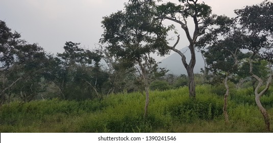 Bandipur National Park, Forest Karnataka, India