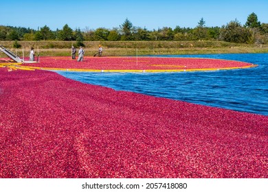Bandon, Oregon, U.S.A. -  October 7, 2021:  It's Cranberry Harvesting Time in Bandon Oregon.  The Bogs  are Flooded and Workers in Waders are Gathering Cranberries for the Conveyer Belt.