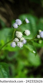 Bandotan (Ageratum conyzoides) is a wild plant belonging to the family, suitable for background, wallpaper 