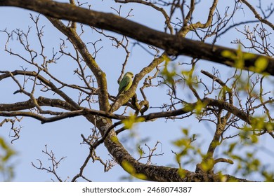 A band-tailed parakeet as a neozoon on the bare branches of a tree in the Dutch city of Delft - Powered by Shutterstock