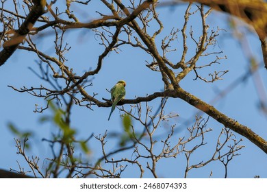 A band-tailed parakeet as a neozoon on the bare branches of a tree in the Dutch city of Delft - Powered by Shutterstock