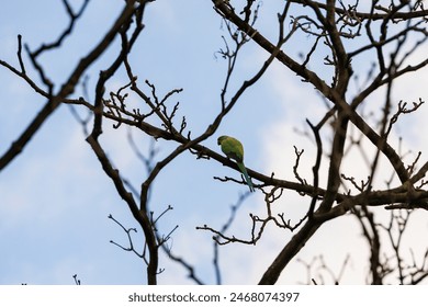 A band-tailed parakeet as a neozoon on the bare branches of a tree in the Dutch city of Delft - Powered by Shutterstock