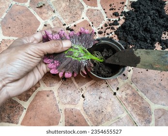 Bandung, Agt 30, 2023 : Persons man hand holding beautiful leaf want to planted into black pot with brown abstract circle pattern floor as background in frontyard of house. - Shutterstock ID 2354655527