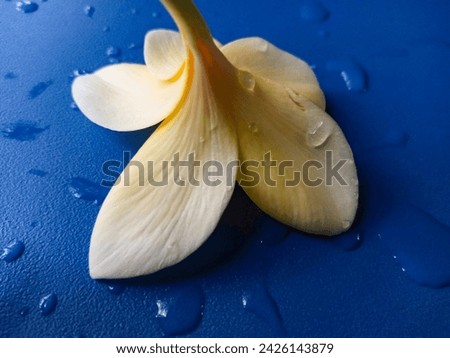 Bandung, Feb 16, 2024 : Upside down of close up yellow white flower on blue plastic maps for background.
