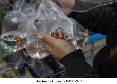 Bandung, Indonesia, 2022-05-24, Clown Fish In Plastic Bag At Street Pet Shop At Jalan Lingkar Selatan