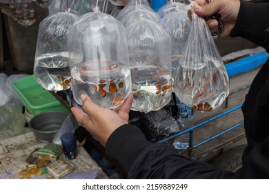 Bandung, Indonesia, 2022-05-24, Clown Fish In Plastic Bag At Street Pet Shop At Jalan Lingkar Selatan