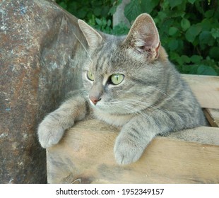 Bandung, Indonesia - April 9th 2021: A Cat Is Leaning On A Piece Of Wood And Looking Ahead.