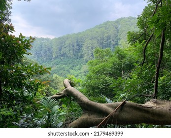 Bandung, Indonesia - February, 2022: Rain Forest View And Landscape In Indonesia