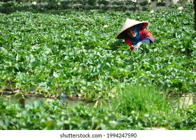 Bandung, Indonesia - June, 2021: Strawberry farmer maintain the plants in Ciwidey, Bandung Regency, West Java, Indonesia.