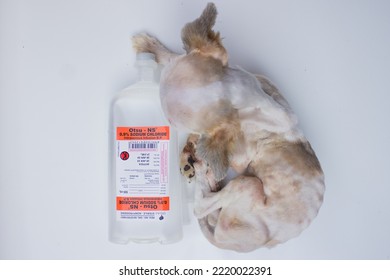 Bandung, Indonesia - Oct 30, 2022, : Intravenous Fluids For Dogs