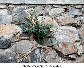 Bandung, July 19, 2023 : Colorful Banyan plant growing wild between gray rock of the wall in side street. - Powered by Shutterstock