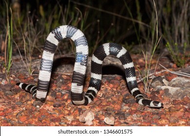 Bandy Bandy Snake