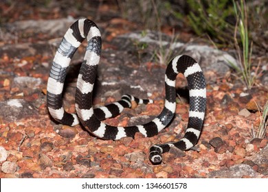 Bandy Bandy Snake