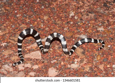 Bandy Bandy Snake