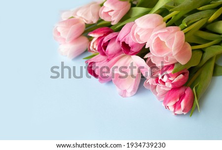Baner. Beautiful background of delicate tulips on a blue background. Postcard for women's day on March 8, mother's day. Copy space.