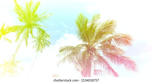 The baner  Summer Vintge Palm Trees Vintage - cloud sky summer tropical summer image background